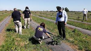 Estado consolidado de cambios en el patrimonio. Empresa Ligada A Juan Sutil Denuncia Intoxicacion Con Herbicidas De Huertos De Frutillas Y Moras Emol Com