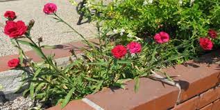 The Nature Of My Memories Miniature Carnation