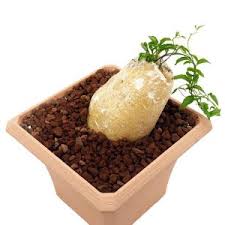 Image result for Cyphia richardsiae