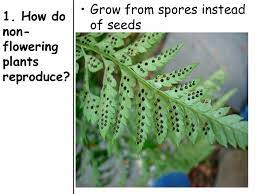 Learn more fun facts about plants by exploring plant adaptations in different environments. Topic Reproduction Aim Describe The Structure Of A Flower And How It Uses Sexual Reproduction Do Now 1 Take Out The Seeds Isn 2 Sit Next To Your Ppt Video Online Download