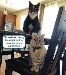 All Human Food Must Be Cat Friendly Pretty Cats Cute Animals Cute Cats