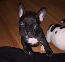 Dogs for sale near toms river, new jersey dogs near toms river, nj. French Bulldogs Of Nj Home Facebook