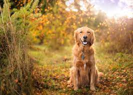 Seattle Pet Photography Animal Photography Dog Portrait Photography Fall Dog Photos
