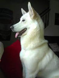 The dog is not very big, but with medium size and it has big brown eyes and wide nose. White German Shepherd X Husky Novocom Top