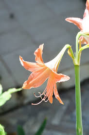 Image result for Hippeastrum puniceum
