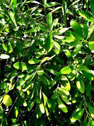Image result for Acacia tenuispina