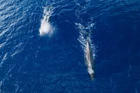 Whales live in all the world's oceans, communicating through complex and beautiful sounds. Whales Likely Impacted By Great Pacific Garbage Patch The Ocean Cleanup