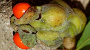 Continue layering seeds and soil, ending with a layer of soil. When A Bump Is More Than A Bump Star Magnolias