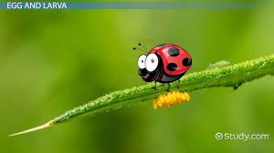 Lift your spirits with funny jokes, trending memes, entertaining gifs, inspiring stories, viral videos, and so much. Ladybug Life Cycle Lesson For Kids Video Lesson Transcript Study Com