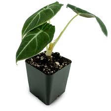 Tanaman hias alocasia black velvet bibitrp95.000: Alocasia Reginula Black Velvet Walmart Com Walmart Com