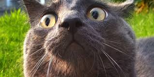Use them in commercial designs under lifetime, perpetual & worldwide rights. Funny Cat Wallpapers Pictures Images