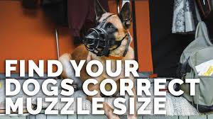 How To Find Your Dogs Muzzle Size