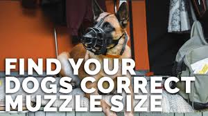 how to find your dogs muzzle size