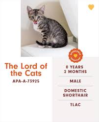 There are many traditional and fun orange cat names to choose from and even more that are worth exploring. Someone Notices The Staff At This Animal Shelter Is Giving Rescue Cats The Most Epic Names Bored Panda