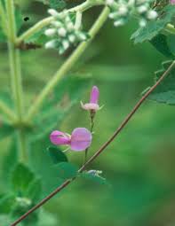 Image result for Galactia