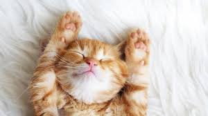 Bulu kucing juga sangat penting bagi kesehatan mereka, karena salah satu fungsinya adalah sebagai lapisan pelindung dan penghangat tubuh. 14 Tips Agar Bulu Kucing Tidak Rontok Arenahewan Com