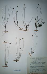 Image result for Emilia brachycephala