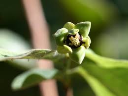 Image result for Friesodielsia obovata