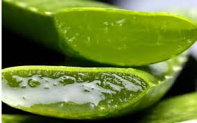 Aloe vera is a common ingredient in soaps and moisturizers, but it may also have benefits for dige. Helpful Or Harmful The Truth About Aloe Vera Juice Freshcap Mushrooms