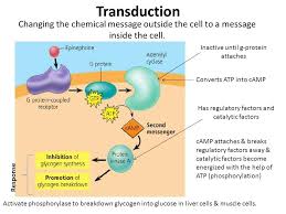 Slide 86 Jpg 960 720 Pixels Epinephrine Biology The Cell