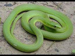 Rough Green Snake Care Sheet In 2020 Snake Green Snake Milk Snake