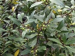 Image result for Maytenus chasei