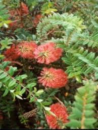 Image result for Melaleuca hypericifolia