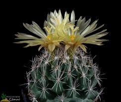 Buy cacti cactus & succulent plants and get the best deals at the lowest prices on ebay! Mammillaria Nickelsiae