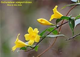 Image result for Gelsemiaceae