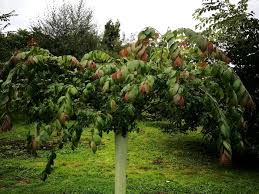 Image result for Eschenbachia ulmifolia