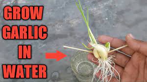 Here is what you will need for this: How To Grow Garlic At Home Grow Indoors Youtube