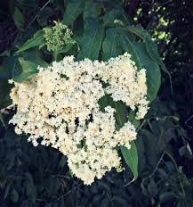 Check spelling or type a new query. Foraging For Elderberries Elderflowers Identification Look Alikes Uses