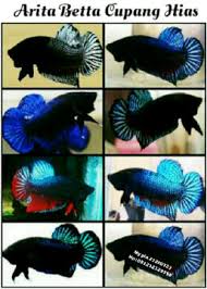 Hasil gambar untuk ikan cupang bagan