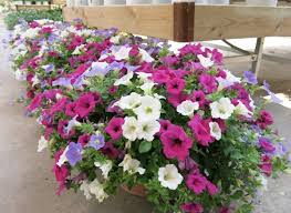Las plantas verdes que crecen como enredadera son plantas atractivas de balcón para cultivar sobre y bajo la barandilla. Pin By Elece Hecho A Mano On Jardinera Beautiful Flowers Container Plants Types Of Flowers