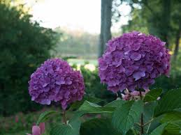 Prune mophead bigleaf hydrangeas in summer just after blooming. Hydrangeas How To Prune Them Hgtv