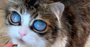 Keane (born peggy doris hawkins, september 15, 1927) is an american artist known for her paintings of subjects with big eyes. Blind Cat With Huge Eyes Finds Forever Home And Fame Thanks To His Unique Look Newsbinding