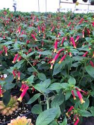 Maybe you would like to learn more about one of these? Cherry Hill Greenhouse Home Facebook
