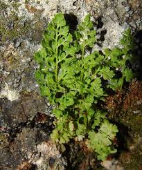 Image result for Anogramma leptophylla