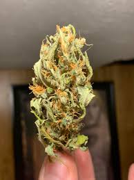 This was a nug from my first grow, what went wrong? : rAutoflowers