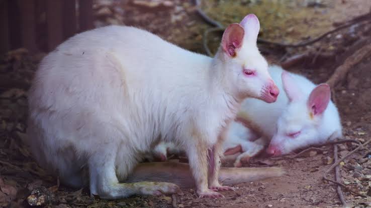 Mga resulta ng larawan para sa Albino Wallaby"
