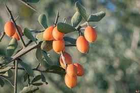 Image result for Balanites