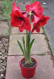 Image result for Hippeastrum sp. cultivars