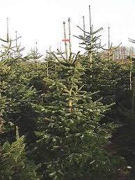 Here's the one for we are scout: Christmas Tree Production Wikipedia