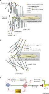 Compare the structure, and functions of microtubules, microfilaments and intermediate filaments. Plant Cell Biology Shifting Cords To Fine Tune Phragmoplast Microtubule Turnover Sciencedirect