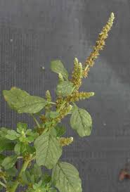 Image result for Amaranthus blitum