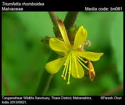 Image result for Triumfetta digitata