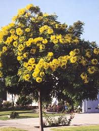 Bird Of Paradise Flower Meaning In Tamil Golden Medallion Tree 10 Seeds Cassia Tropical Fast Growing Trees Growing Tree House Plants For Sale