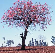 Image result for Rytigynia ruwenzoriensis