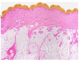 Histology Integumentary System Flashcards Quizlet