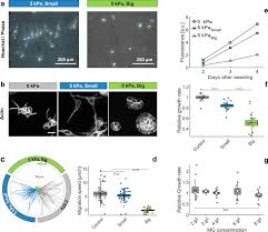 The mitochondria make energy for the cell. Extracellular Matrix In Multicellular Aggregates Acts As A Pressure Sensor Controlling Cell Proliferation And Motility Elife